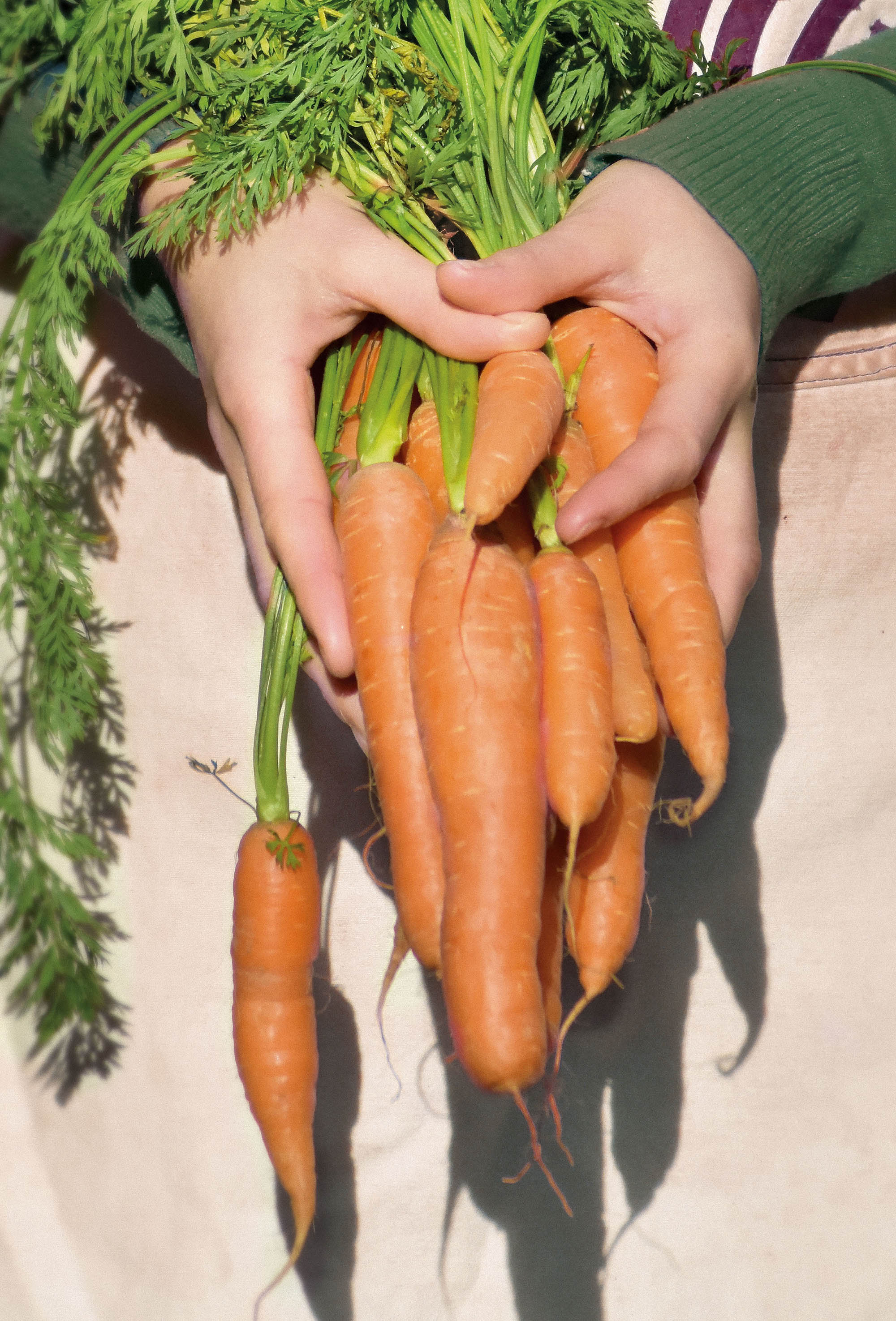 conceptlapse cagette violette